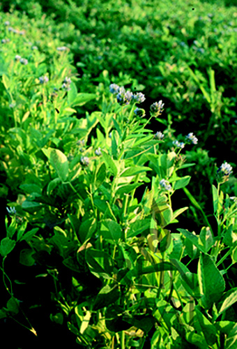 Senovka belasá Trigonella caerulea BIO 2,5g